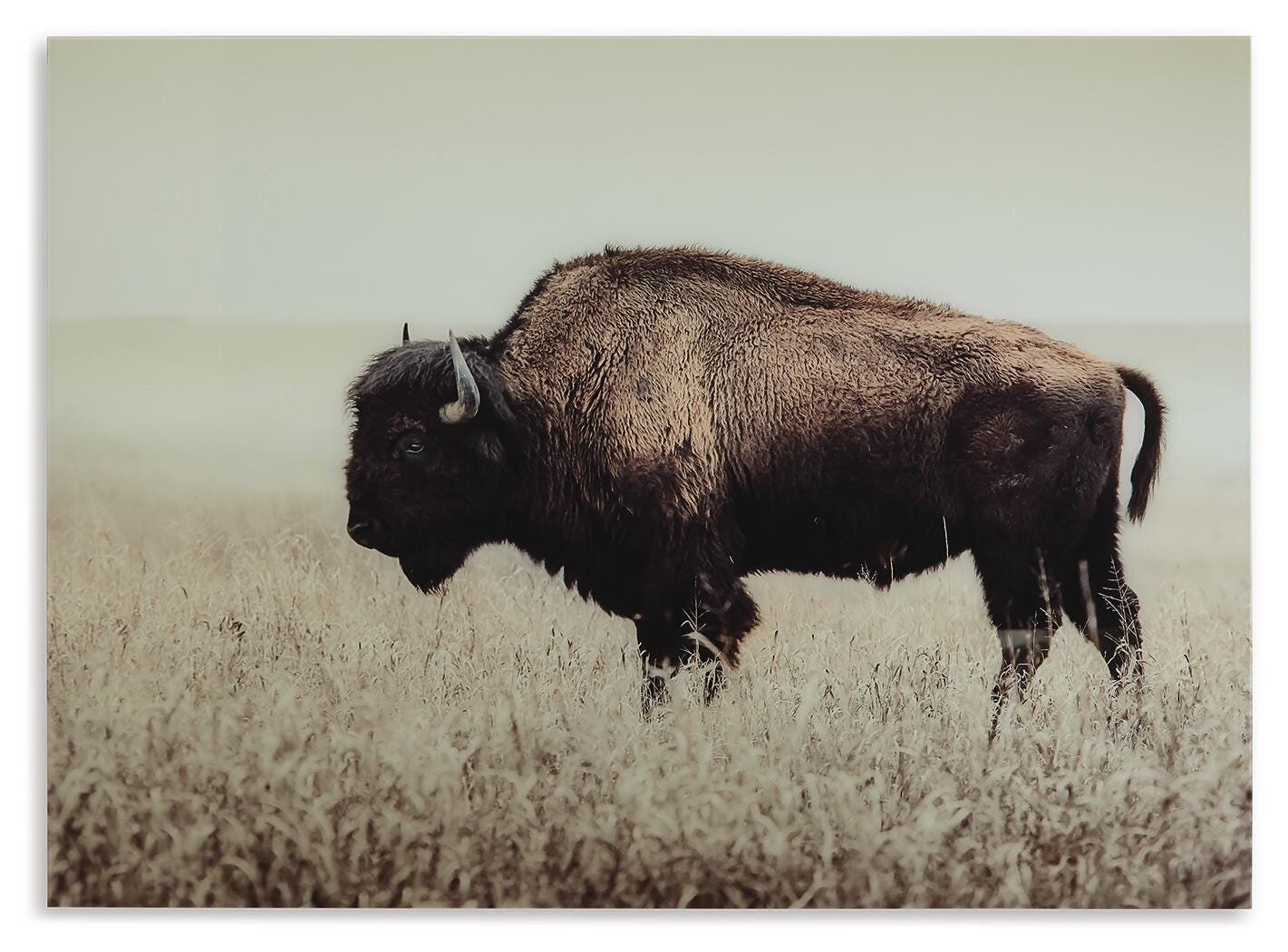 Brutus Wall Art (A8000289-SI)